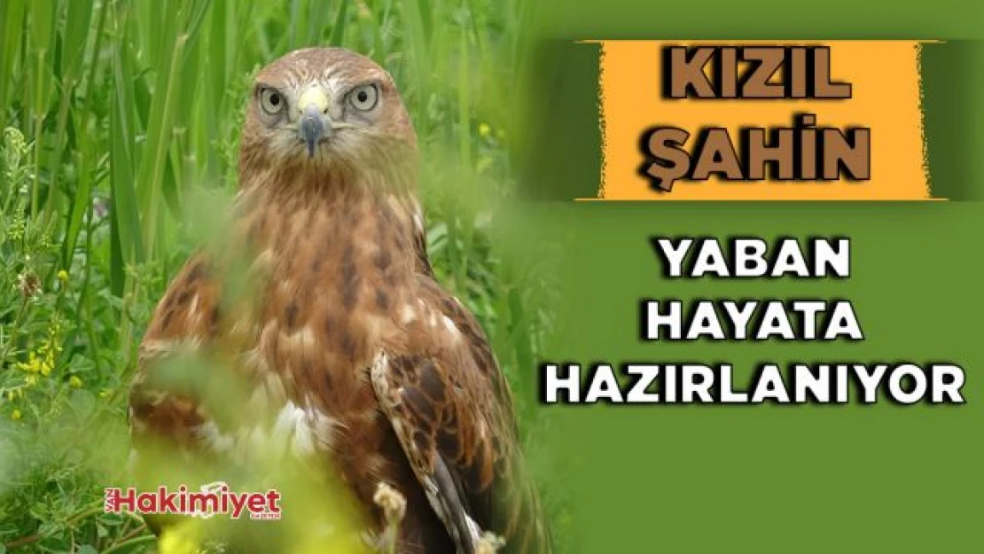 Evcilleştirilen kızıl şahin yaban hayata hazırlanıyor