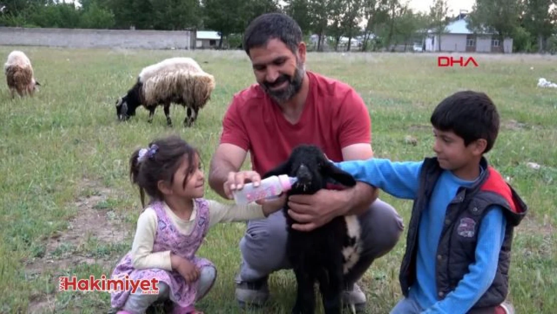 Van'da annesi ölen kuzuyu biberonla besliyorlar