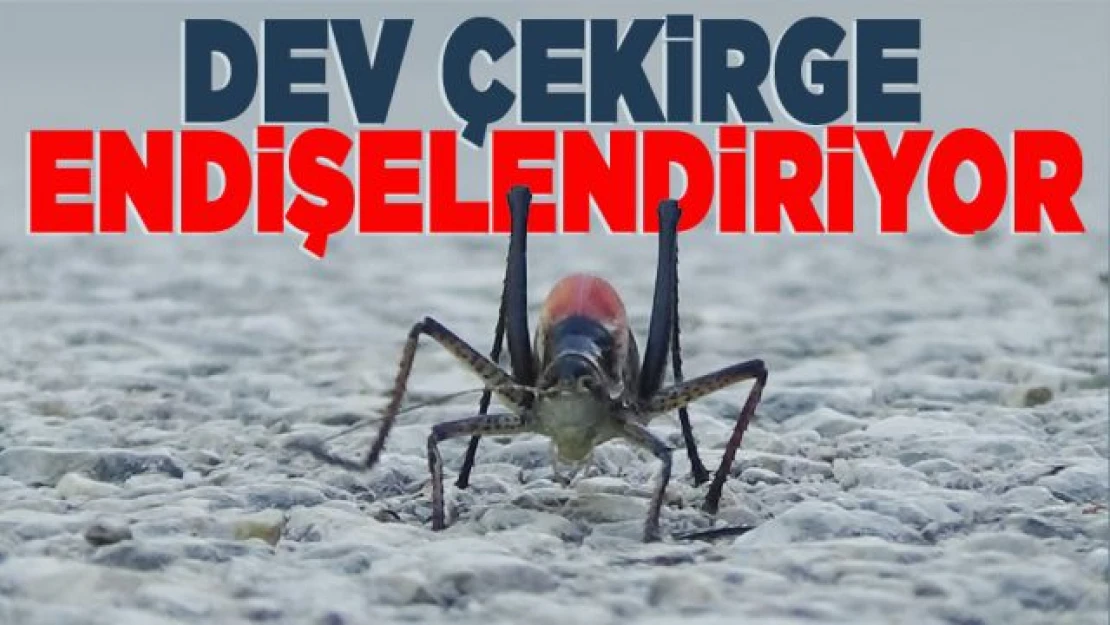 Çatak'ta dev çekirgeler endişe yarattı