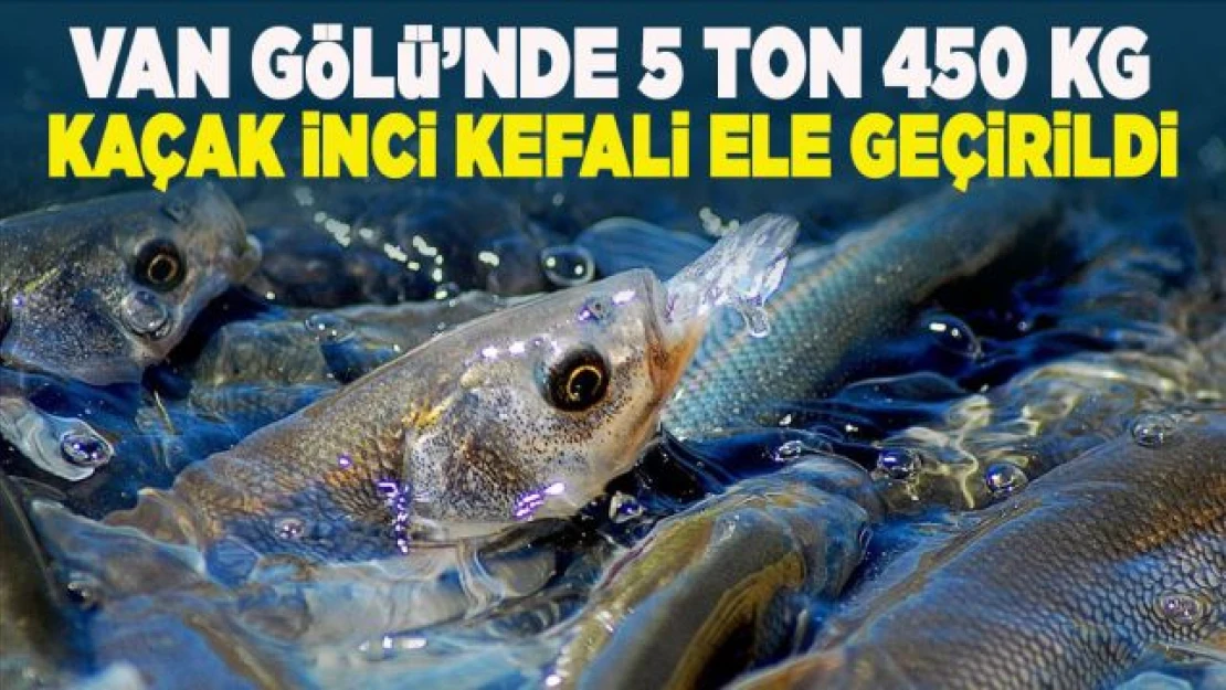 Kaçak avlanan 5 ton 450 kilogram İnci Kefali ele geçirildi