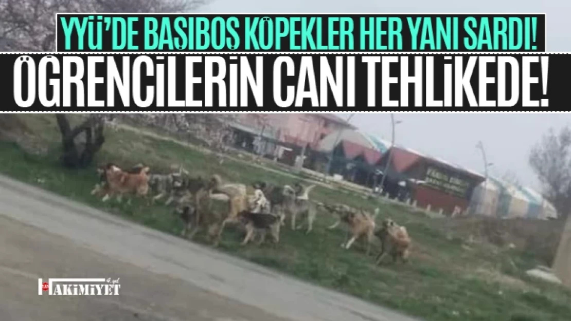 Van YYÜ başı boş köpeklerin mekanı oldu!