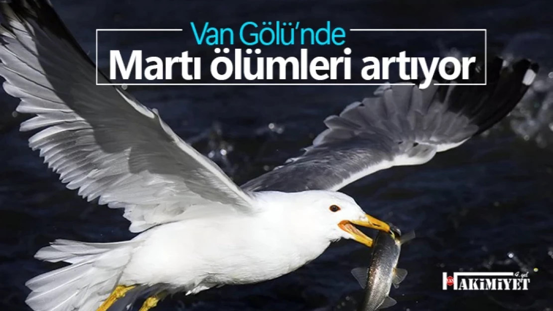 Van Gölü'nde Martı Ölümleri Artıyor