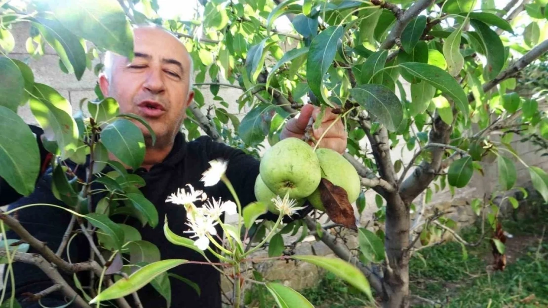 Armut ağacı Ekim ayında çiçek açtı