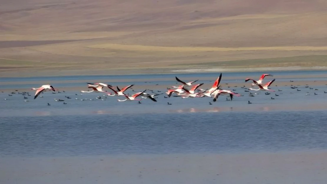 Flamingolar Erçek Gölü kıyısında görsel şölen oluşturdu