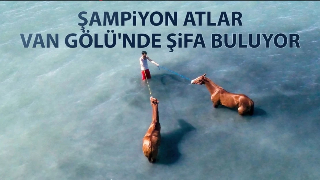 Şampiyon atlar Van Gölü'nde şifa buluyor