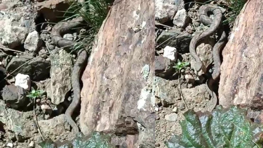 Van'da Türkiye'nin en zehirli yılanı görüldü! İşte o görüntüler...