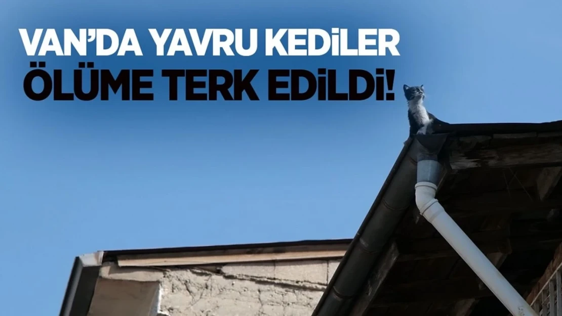 Van'da yavru kediler ölüme terk edildi!