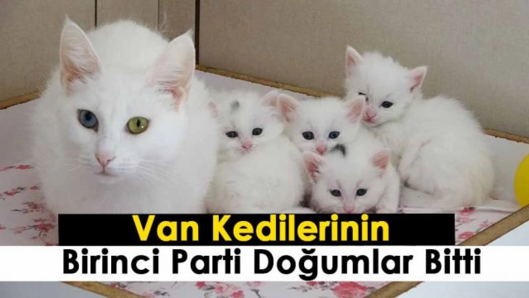 İlk parti doğumlarda yaklaşık 72 yavru Van kedisi dünyaya geldi