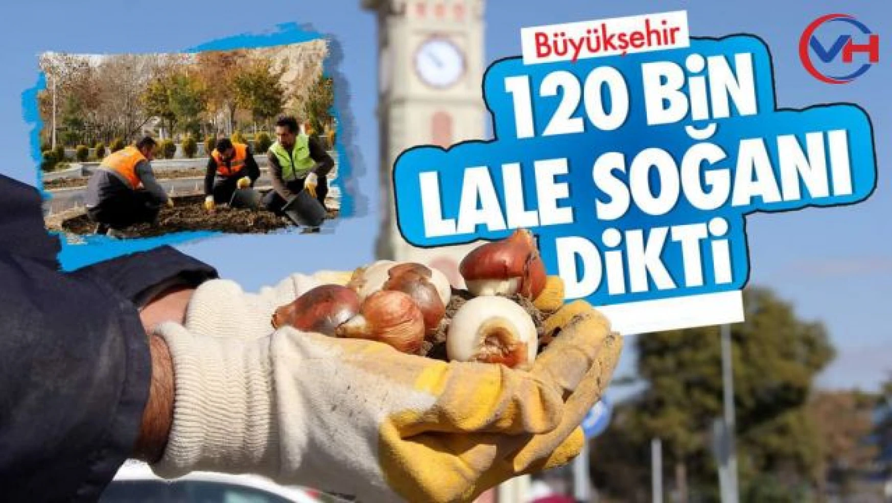 Büyükşehir Belediyemiz, 120 bin Lale Soğanı Dikti