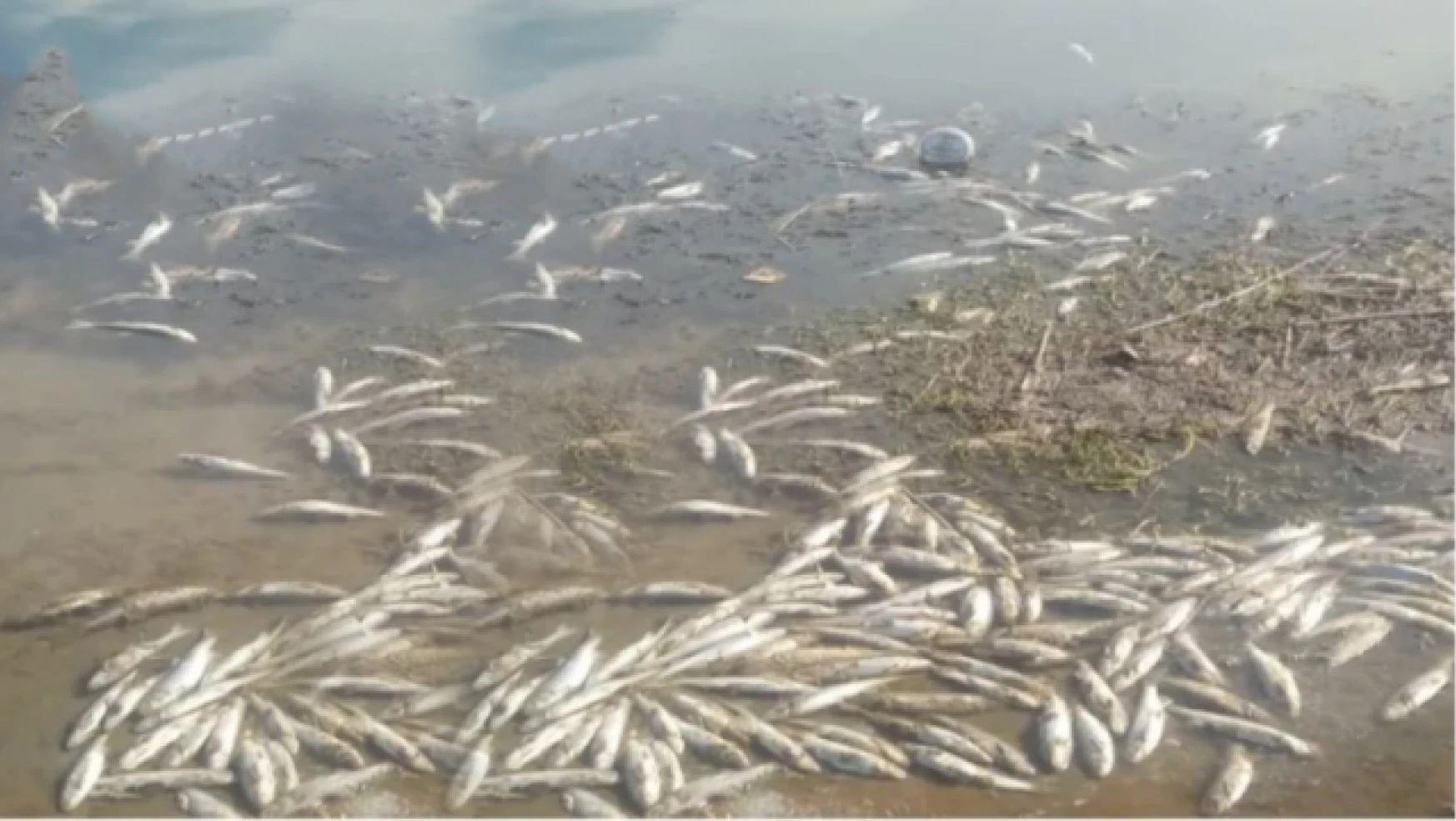 DSİ Van'da suyu kesti, binlerce Van Balığı öldü!