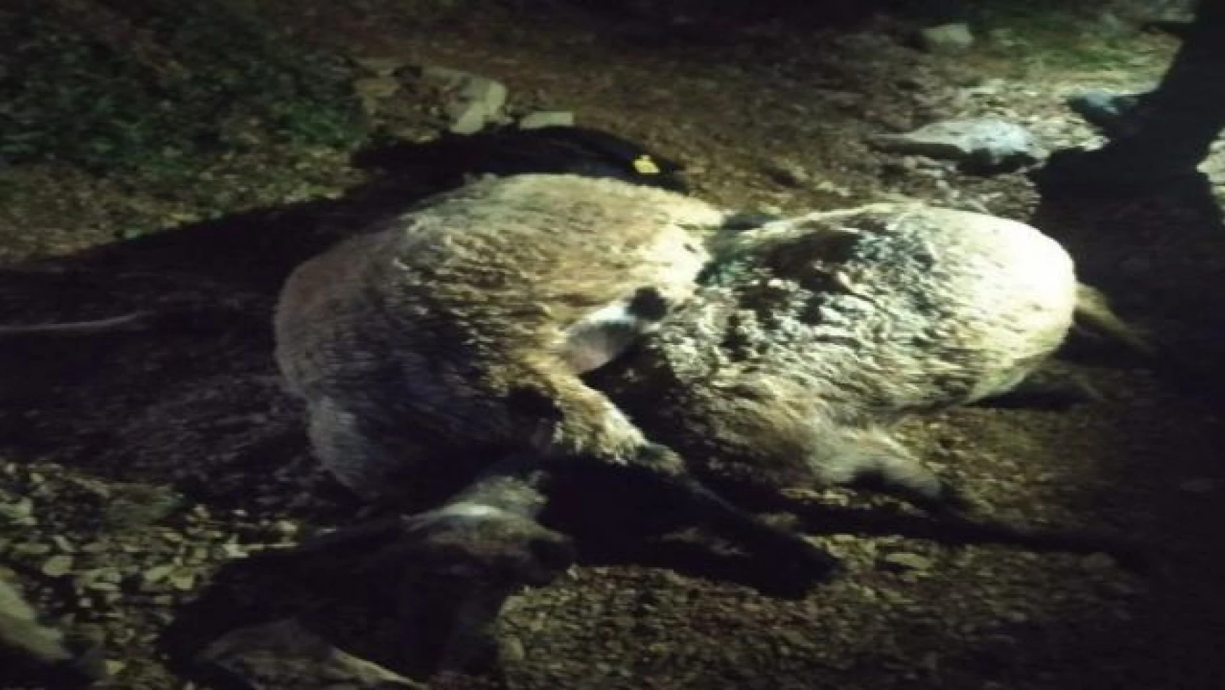 Gürpınar'da yıldırım düştü! Çoban yaralandı, 63 koyun telef oldu