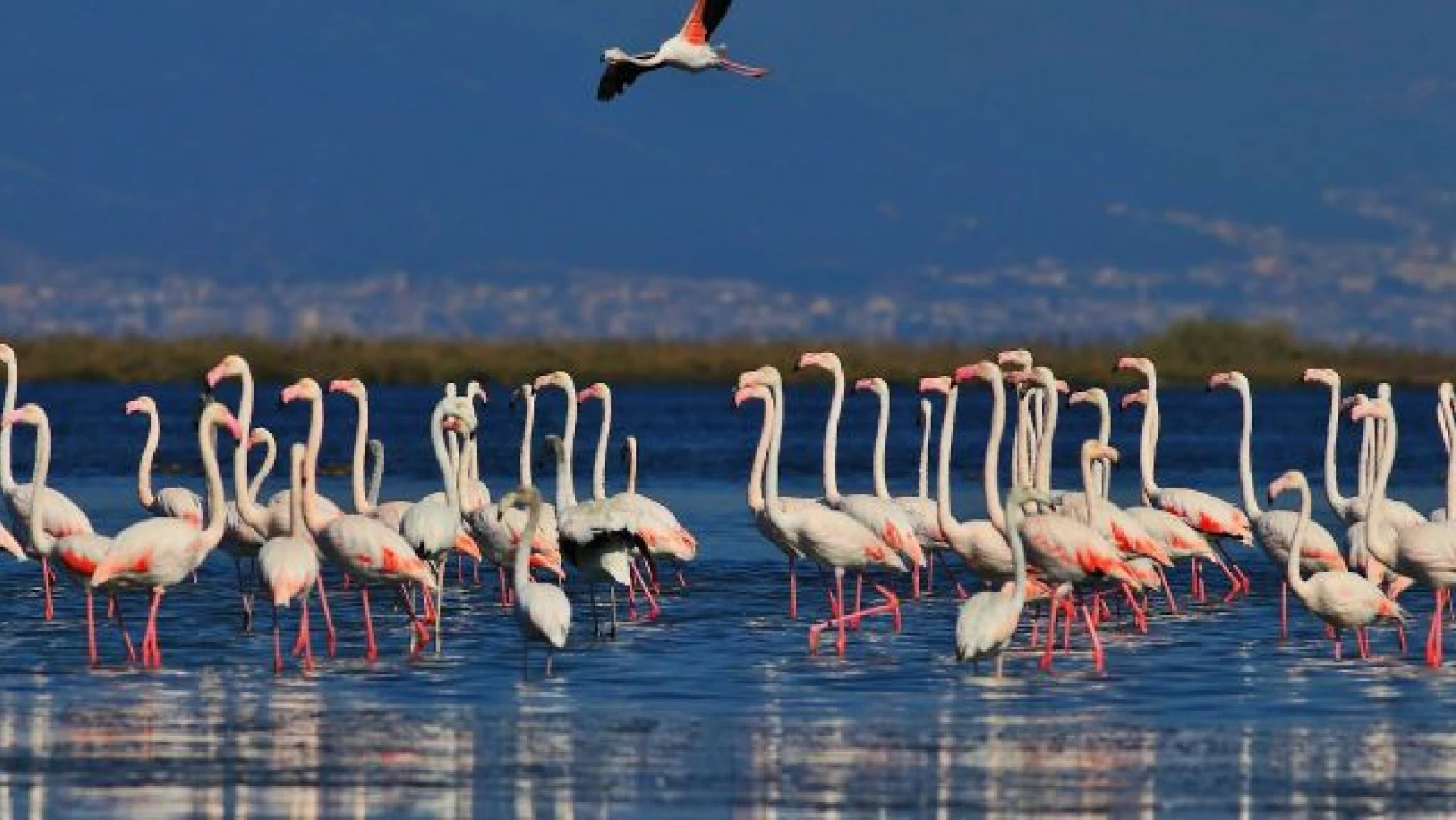 Erçek Gölü flamingolara ev sahipliği yapıyor
