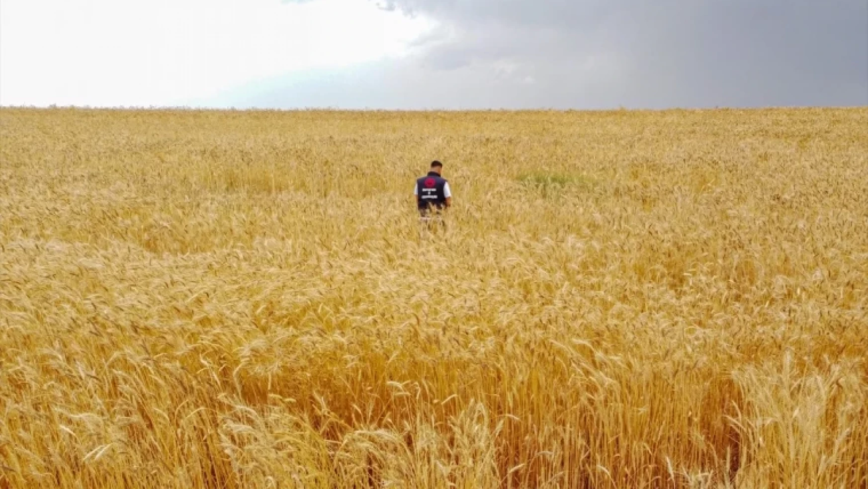 Özalp ilçesinde buğday ve arpada yüksek rekolte bekleniyor