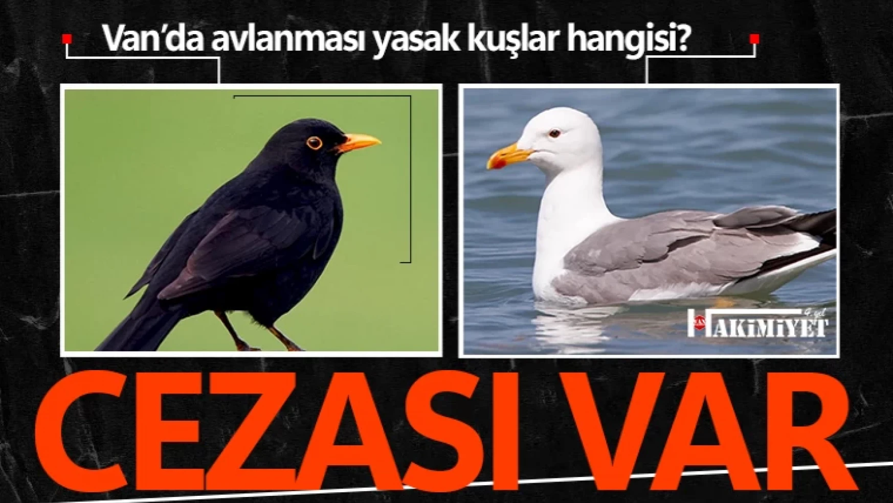 Van'da av yasağı olan kuş türleri hangileri?