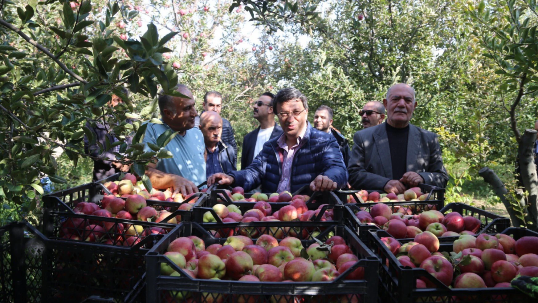 Milletvekili Türkmenoğlu, elma bahçesindeki hasada katıldı