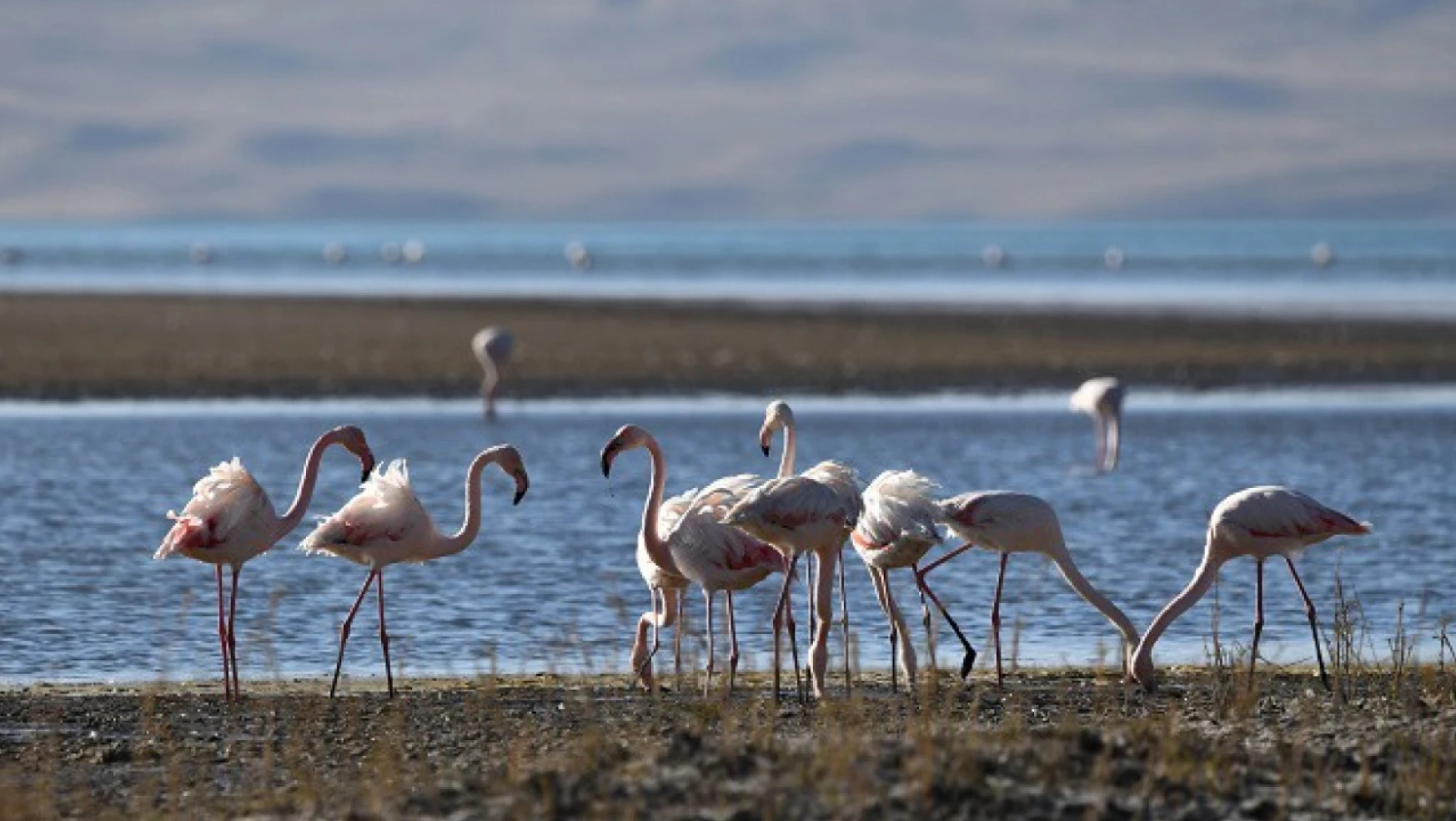 Van'da Flamingoların Göç Hazırlığı