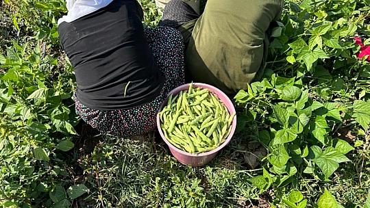 Gevaş Belediyesi tarım ürünlerini ihtiyaç sahiplerine ulaştırıyor